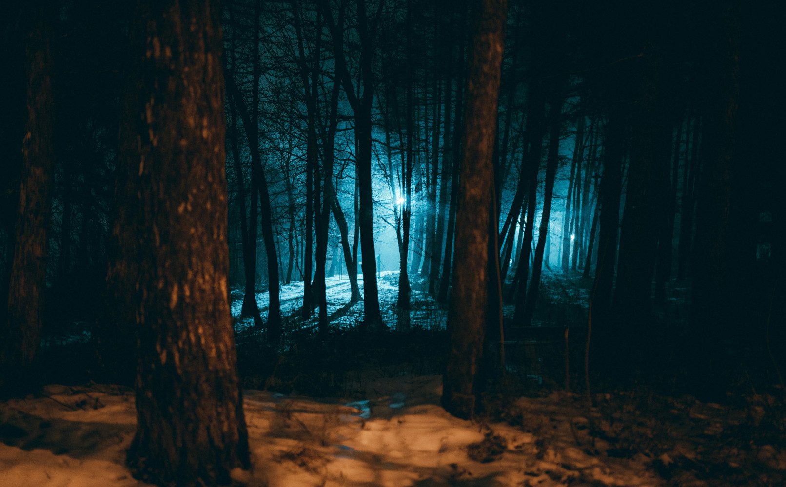 Forest image by Roman Datsiuk via Unsplash